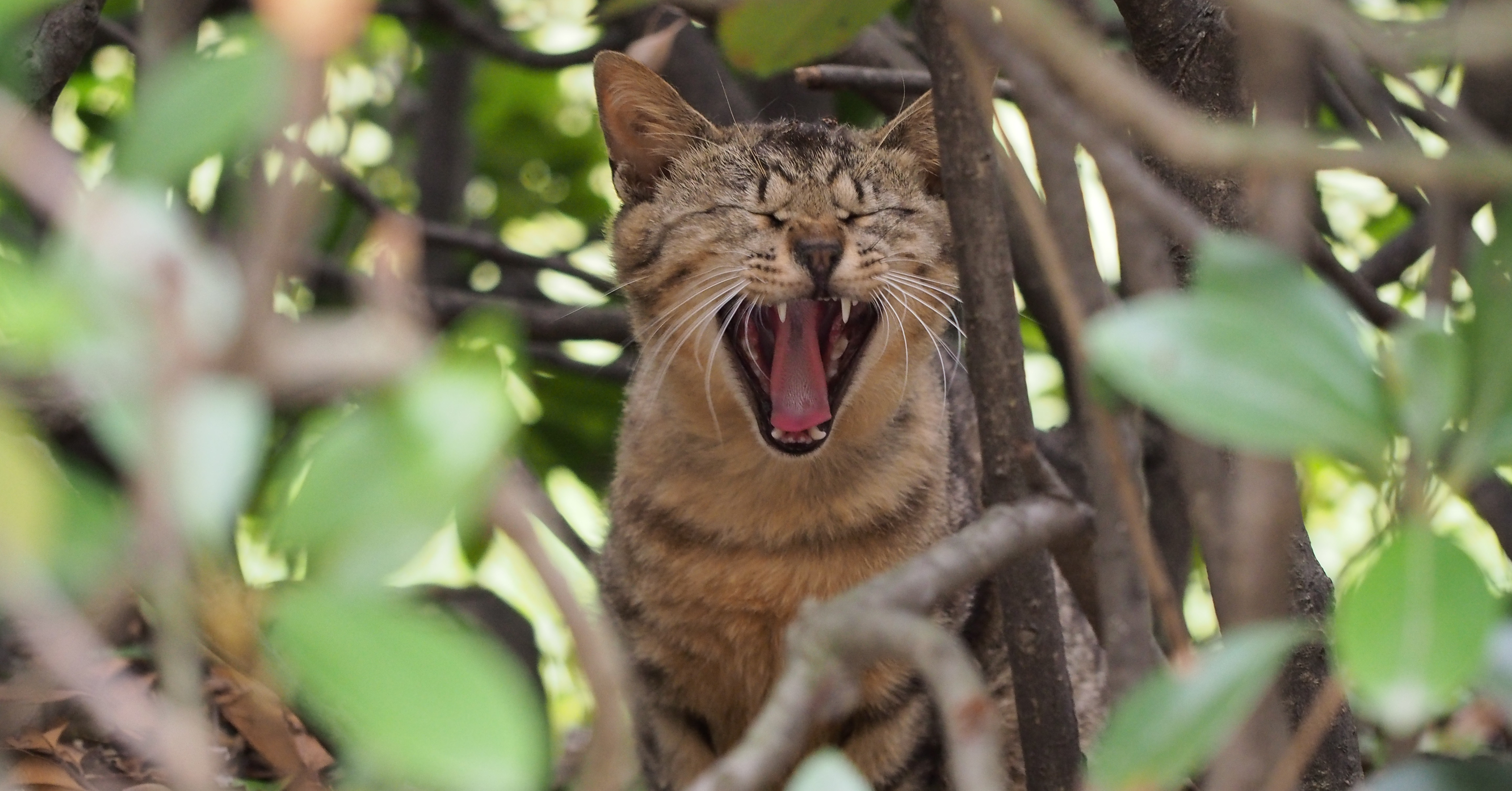 とらねこの写真